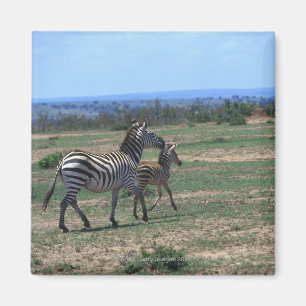 GrantZebra Magnet