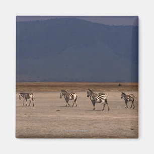 GrantZebra Magnet