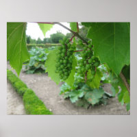 Grapes in the Palace of Versailles