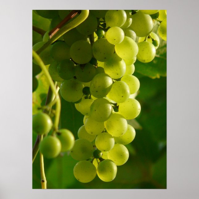 Grapes Poster (Vorne)