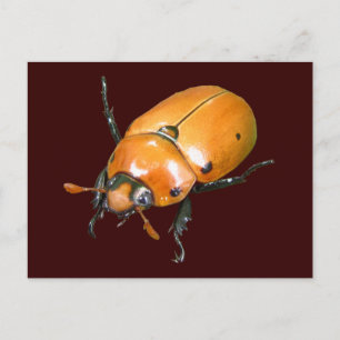 Grapevine Beetle ~ carte postale