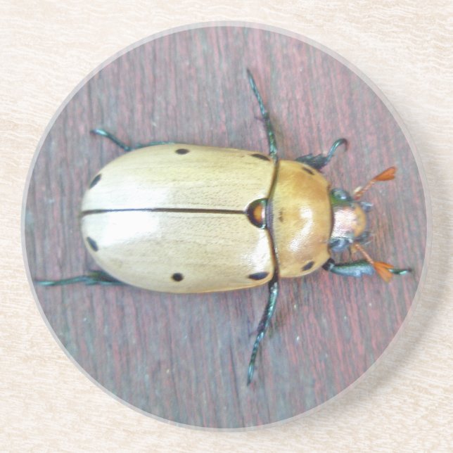 Grapevine Beetle (Pelidnota punctata) Sandstein Untersetzer (Vorne)