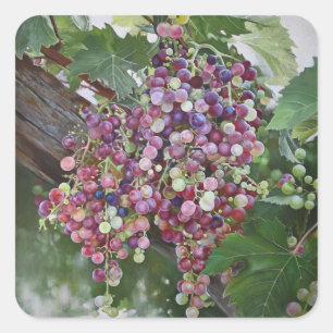 Grapevine Glorie — Hyperrealistische Weinbaukunst  Quadratischer Aufkleber