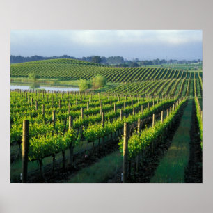 Grapevinen in ordentlichen Reihen in Napa in Kalif Poster