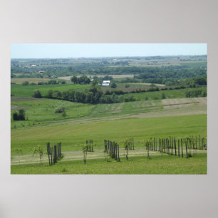 Grapevines Vignoble Poster photo