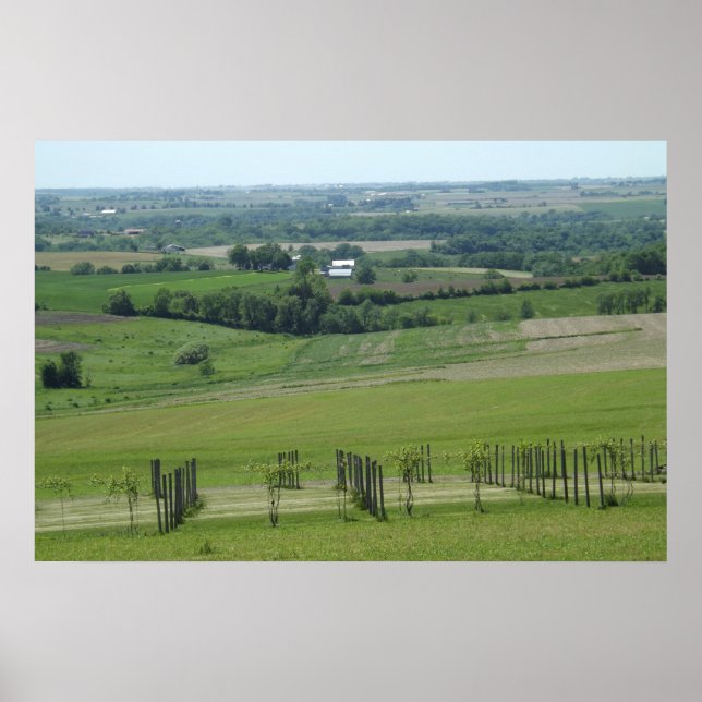 Grapevines Vignoble Poster photo (Devant)