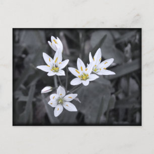 Grappe de cartes postales Fleurs sauvages de photo