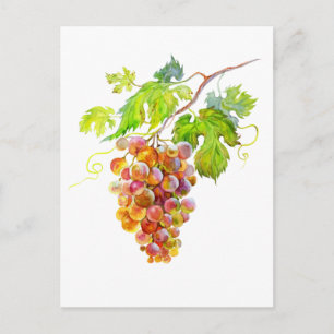 Grappe de raisin à l'aquarelle. Carte postale d'ar