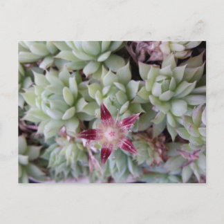 Graptopetalum macdougallia Blume Postkarte