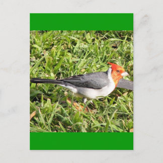 Gras mit brasilianischem Kardinal Postkarte