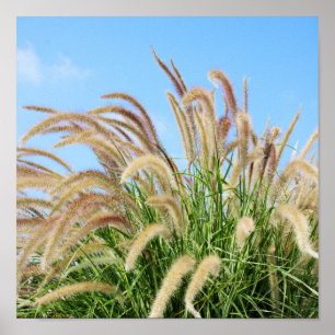 Gras Poster