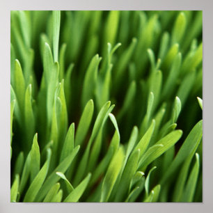 Gras Poster