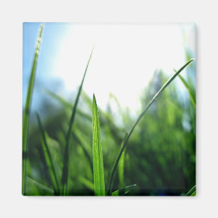 Gras u. blauer Himmel Magnet