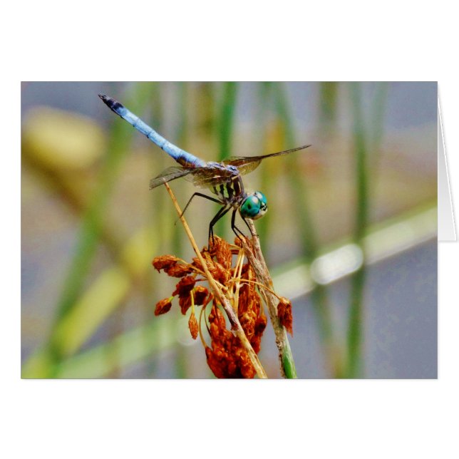 Gras und Dragonfly (Vorderseite (Horizontal))