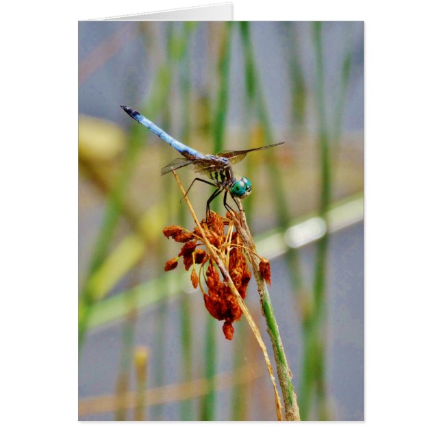 Gras und Dragonfly (Vorne)
