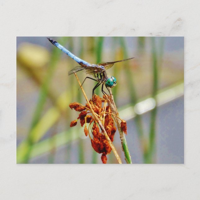 Gras und Dragonfly Postkarte (Vorderseite)