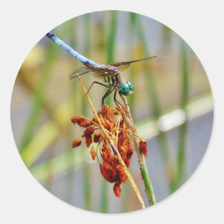 Gras und Dragonfly Runder Aufkleber