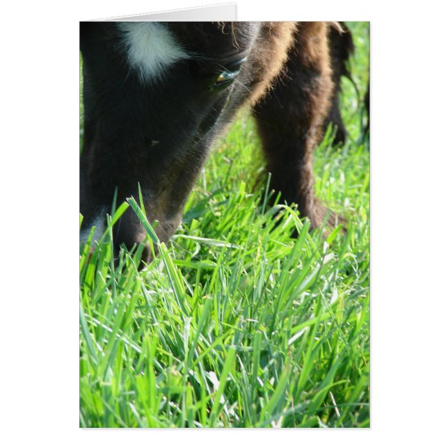 Gras zum Geburtstag essen (Vorne)