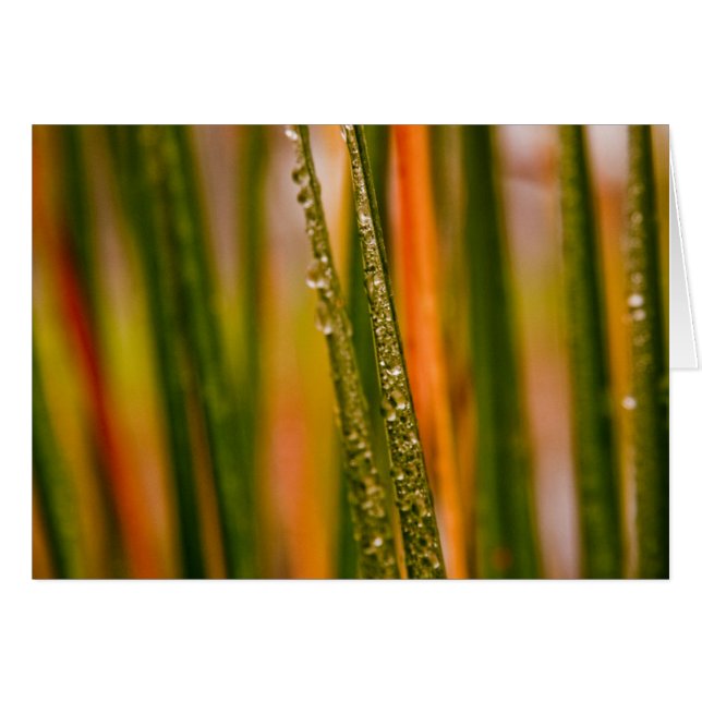 Grasblätter (Vorderseite (Horizontal))