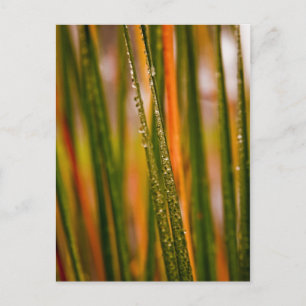 Grasblätter Postkarte
