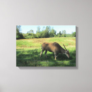 Grasende Antilope Leinwanddruck
