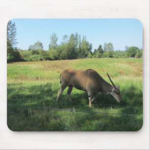 Grasende Antilope Mousepad