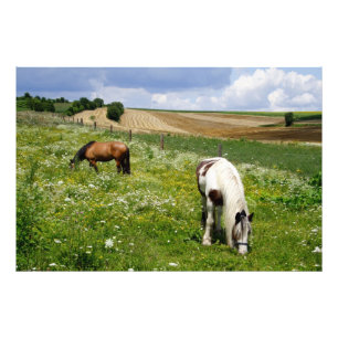 Grasende Pferde Fotodruck