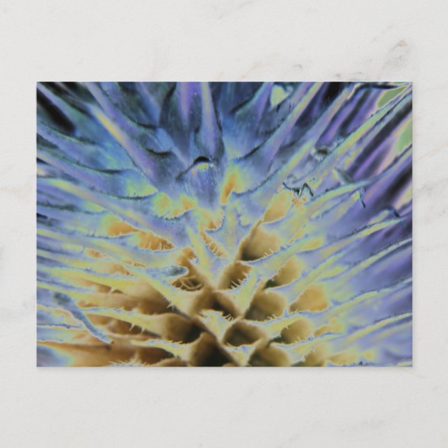 Grasexplosion Postkarte (Vorderseite)
