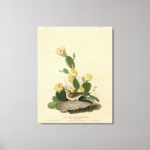 Grasfinch, Bachgeflügel oder Vesper-Sparrow Leinwanddruck