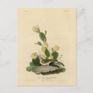 Grasfinch, Bachgeflügel oder Vesper-Sparrow Postkarte