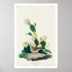 Grasfinch, oder von Audubon gejagt Poster