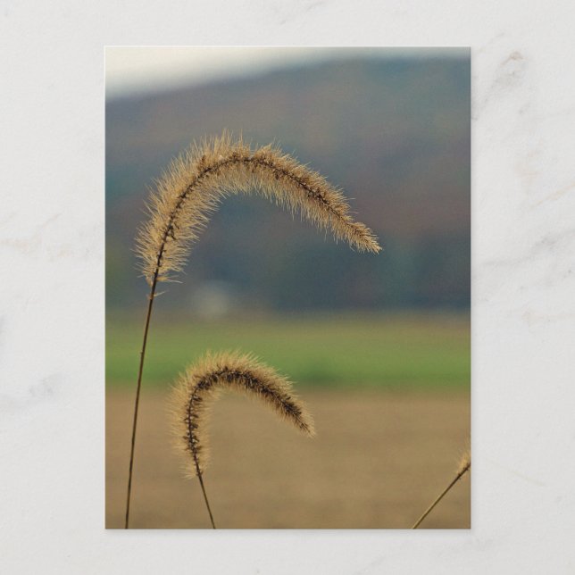 Grasfutter Postkarte (Vorderseite)
