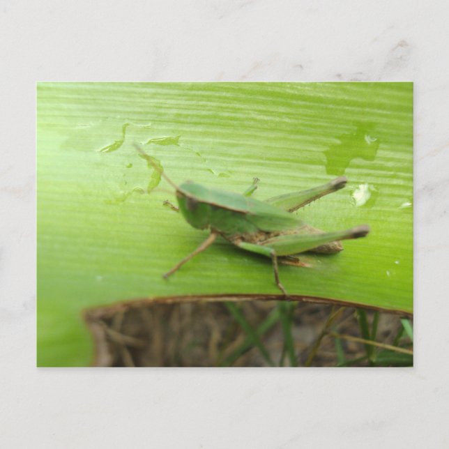 Grasgrün Postkarte (Vorderseite)