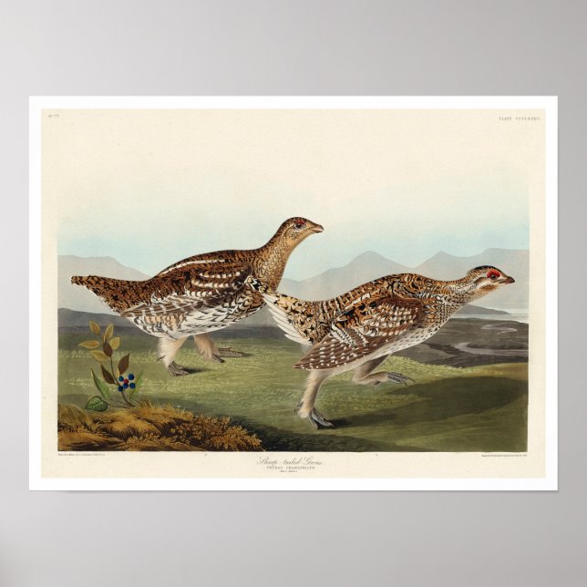 Grashase von Audubon Poster (Vorne)