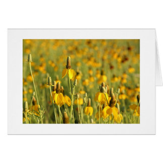 Grasland Coneflowers