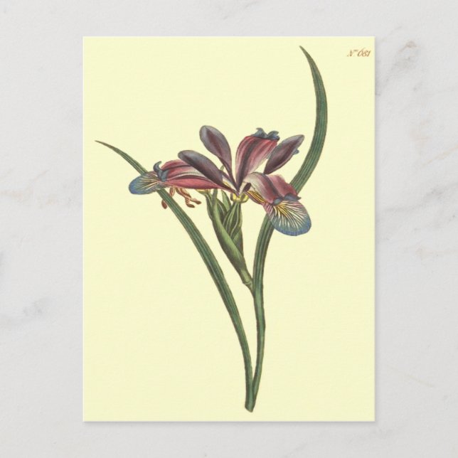 Grasleaved Flag Iris Illustration Postkarte (Vorderseite)