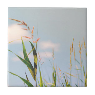 Grass Blue Sky Feldwiesen Natur Fliese