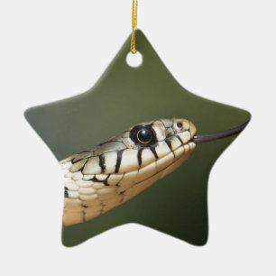 Grass Snake Keramikornament