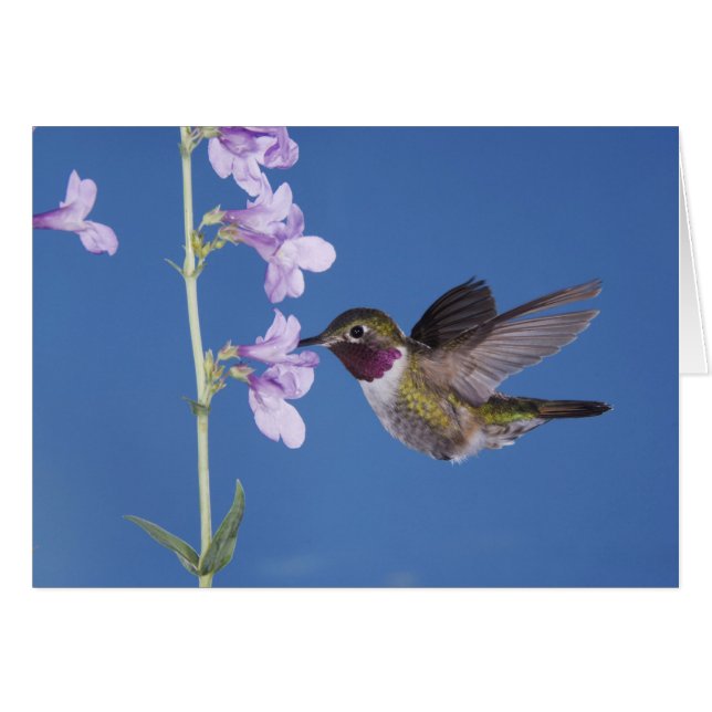 Grasschwanz Hummingbird, Selasphorus (Vorderseite (Horizontal))