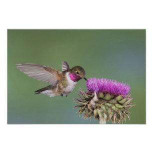 Grasschwanz Hummingbird, Selasphorus Fotodruck