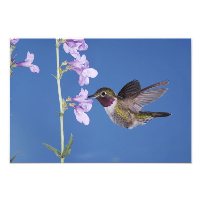 Grasschwanz Hummingbird, Selasphorus Fotodruck (Vorne)