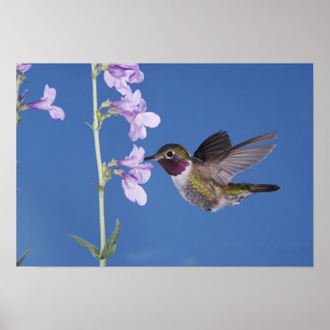 Grasschwanz Hummingbird, Selasphorus Poster (Vorne)