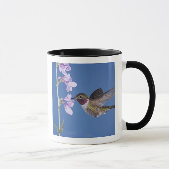 Grasschwanz Hummingbird, Selasphorus Tasse (Rechts)