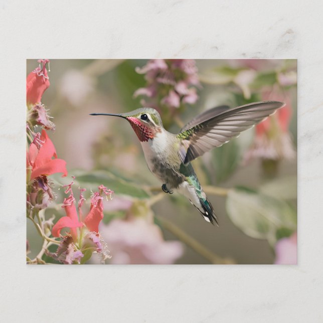 Grasschwanz-Hummingvogel im Flug Postkarte (Vorderseite)