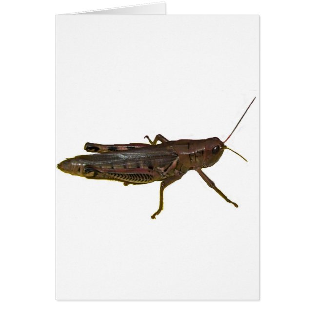 Grasshopper (Devant)