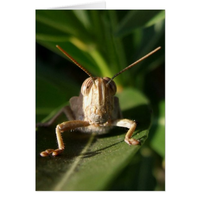 Grasshopper (Vorne)