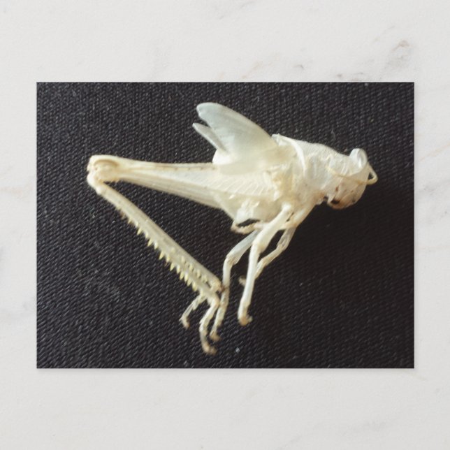 Grasshopper 1 - erziehatedbrainfart postkarte (Vorderseite)