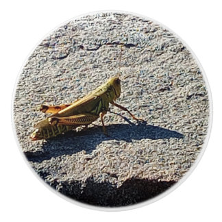 Grasshopper along a grey rock keramikknauf