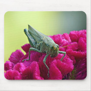 Grasshopper auf dem Cockscomb Mousepad