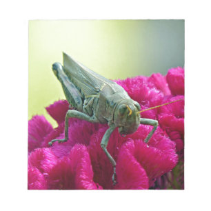 Grasshopper auf dem Cockscomb Notizblock